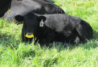 Low-Stress Calf Weaning